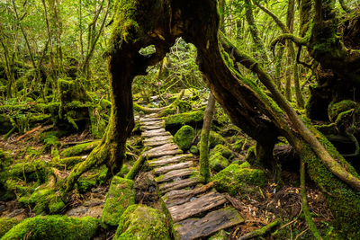 Wanderweg durch die Wälder Yakushimas in Japan