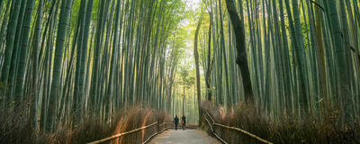 Bambuswald, Kyoto, Japan Rundreise