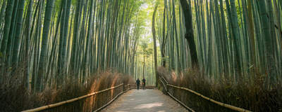 Bambuswald, Kyoto, Japan Rundreise