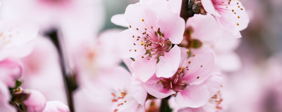 Kirschblüte in Japan, Japan Rundreise