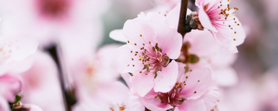 Kirschblüte in Japan, Japan Rundreise