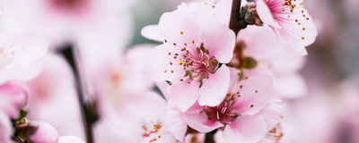 Kirschblüte in Japan, Japan Rundreise