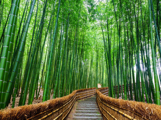Bambuswald Arashiyama, Tokyo, Japan Reisen