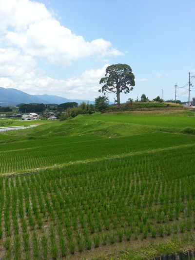 Landleben am Biwa See, Japan Reisebericht