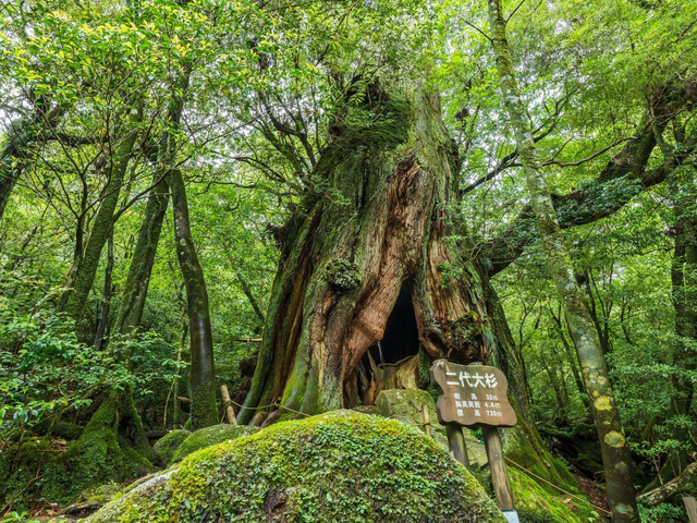 Japan Reise, Yakushima, Nldai Ohsugi Zeder