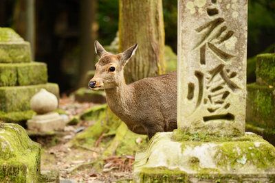 Rehe, Nara, Japan Rundreise