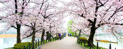 Kirschblüte im Ueno Park, Tokyo, Japan Rundreise
